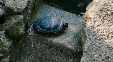 A turtle sitting on a rock