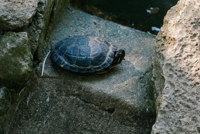 A turtle sitting on a rock